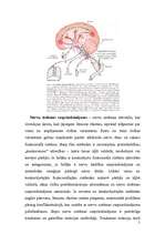 Referāts 'Nervu sistēma', 5.