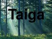 Prezentācija 'Taiga', 1.