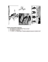 Konspekts 'Pасовые различия', 9.