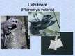 Prezentācija 'Latvijas zīdītāji', 3.
