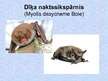 Prezentācija 'Latvijas zīdītāji', 7.