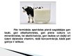 Prezentācija 'Svaigpiena un olu realizācijas noteikumi', 6.