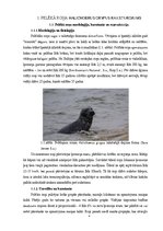 Referāts 'Pelēkā roņa populācijas novērtējums Baltijas jūrā', 4.