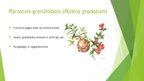 Prezentācija 'Granātābols', 2.