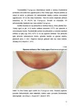 Referāts 'Pseudomoana aeruginosa mikroorganismu izolēšana no patoloģiskā materiāla un iden', 11.
