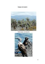 Referāts 'Galapagu salas un ekotūrisms', 16.