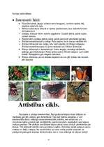 Referāts 'Tauriņi', 4.