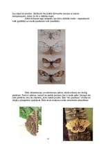 Referāts 'Tauriņi', 6.