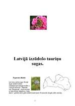 Referāts 'Tauriņi', 7.