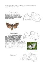 Referāts 'Tauriņi', 8.