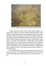 Diplomdarbs 'Amonija jonu koncentrāciju sezonālo izmaiņu noteikšana Daugavpils ūdenstilpēs', 47.