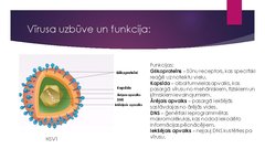 Prezentācija 'Herpess vīruss', 4.