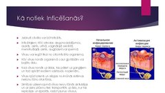 Prezentācija 'Herpess vīruss', 5.