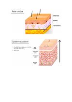 Konspekts 'Āda', 2.