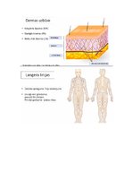 Konspekts 'Āda', 3.