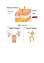 Konspekts 'Āda', 4.