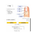 Konspekts 'Āda', 7.