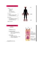 Konspekts 'Āda', 8.