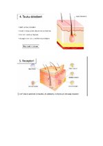 Konspekts 'Āda', 10.