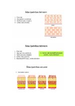 Konspekts 'Āda', 15.