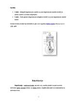 Referāts 'Dzinēji (to darbība, ietekme uz dabu un nākotnes perspektīvas)', 7.