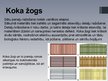 Prezentācija 'Žogu veidi', 5.