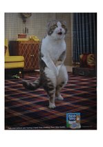 Paraugs 'Advertisment Analysis', 7.