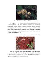 Referāts 'Globālās sasilšanas ietekme uz sēņu, vīrusu un baktēriju slimību izplatību priež', 6.