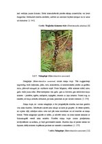 Referāts 'Globālās sasilšanas ietekme uz sēņu, vīrusu un baktēriju slimību izplatību priež', 9.