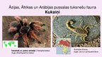 Prezentācija 'Tuksnešu un pustuksnešu fauna', 2.