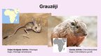 Prezentācija 'Tuksnešu un pustuksnešu fauna', 4.