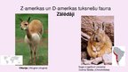 Prezentācija 'Tuksnešu un pustuksnešu fauna', 11.