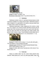 Referāts 'Aitas un to audzēšana Latvijā', 14.