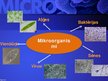 Prezentācija 'Mikrobioloģija', 4.