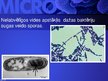 Prezentācija 'Mikrobioloģija', 30.