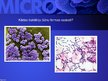 Prezentācija 'Mikrobioloģija', 37.