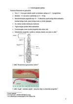 Prezentācija 'Ehinokokoze', 4.