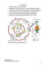 Prezentācija 'Ehinokokoze', 7.