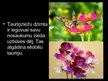 Prezentācija 'Tauriņziežu dzimta', 2.