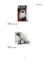 Referāts 'Kaķi', 18.