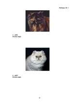 Referāts 'Kaķi', 19.