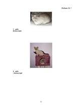 Referāts 'Kaķi', 21.