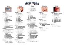 Konspekts 'Maņu orgāni', 1.