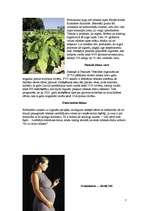 Referāts 'Cigaretes vilinājums', 7.