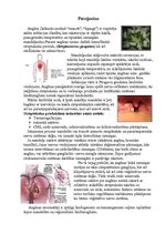 Konspekts 'Angīna', 2.