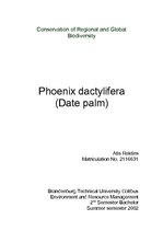 Referāts 'Phoenix Dactylifera (Date Palm)', 1.