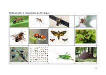 Konspekts 'Rotaļnodarbība āra vidē - Daba mostas', 12.