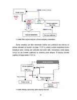 Diplomdarbs 'Ārzonu kompāniju izmantošana starptautiskajā komercdarbībā: ārzonu tirdzniecības', 62.