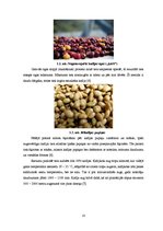 Referāts 'Hromatogrāfiska polifenolu noteikšana jēlkafijā', 10.