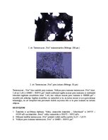 Paraugs 'Kviešu maizes struktūra un šokolādes viskozitāte', 6.